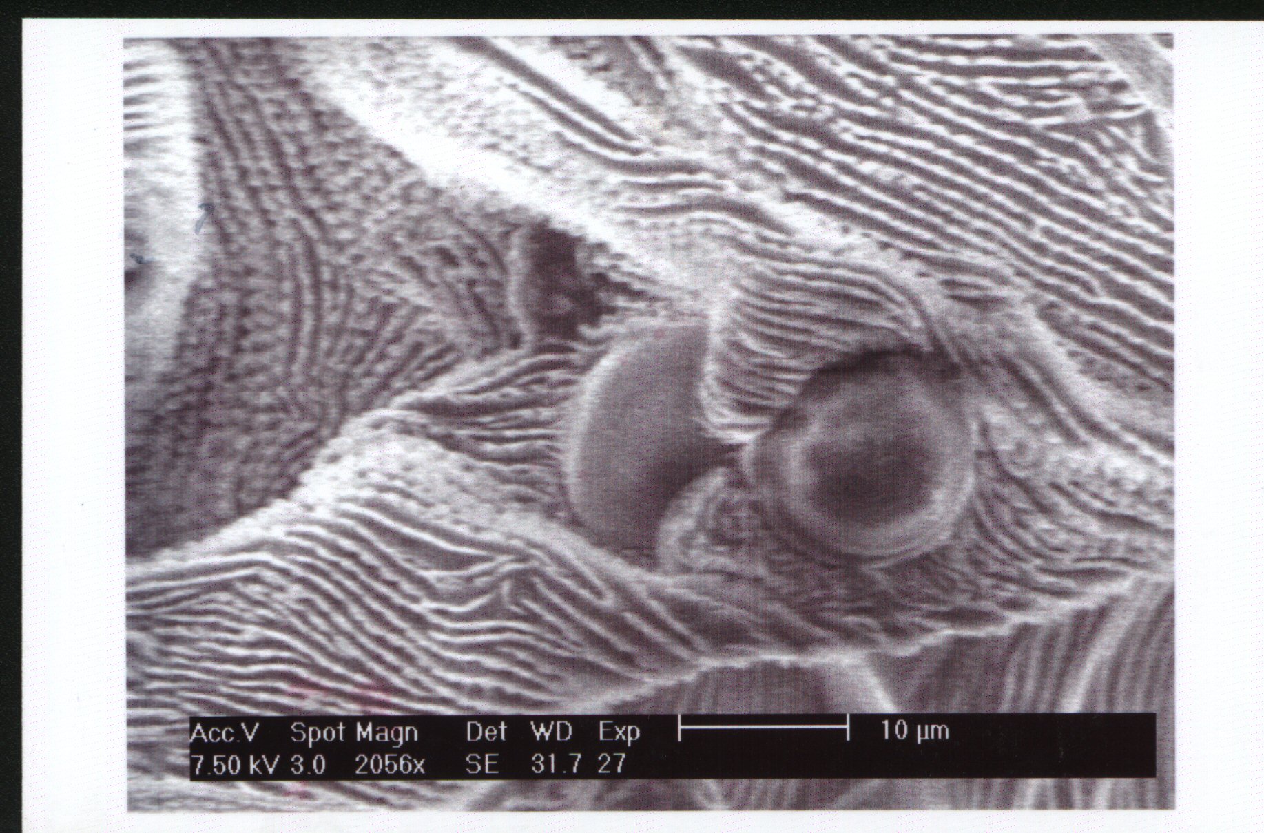 Nde Sem Plant Mites